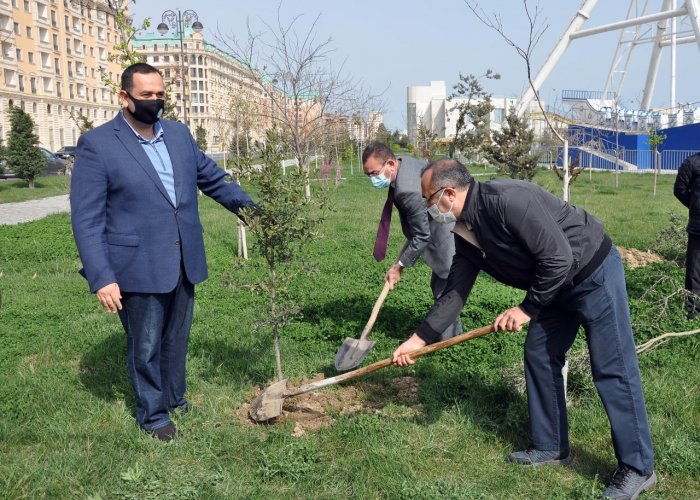 Sumqayıt şəhərində növbəti ağacəkmə aksiyası keçirilib.