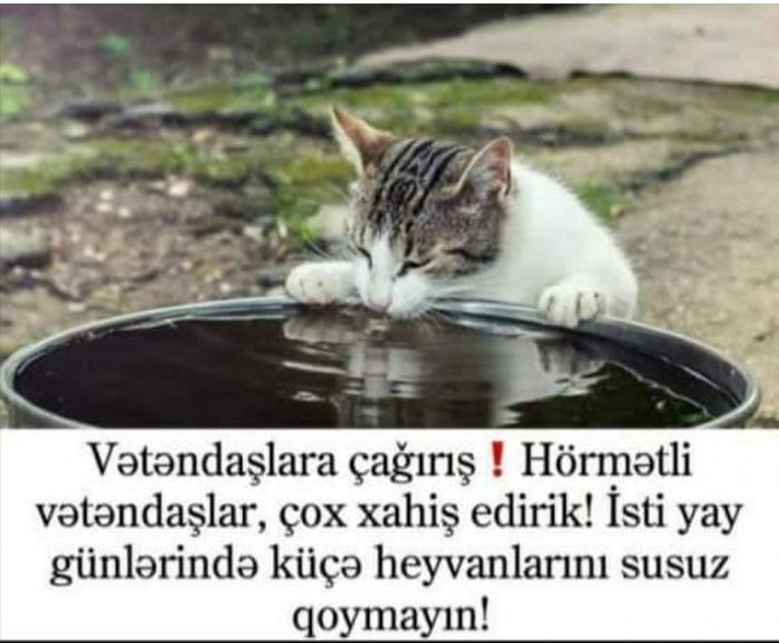 İsti havada onlara da diqqət edək.