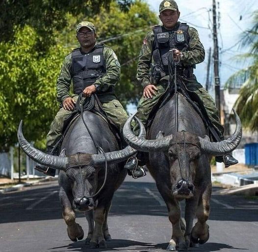 Braziliyada polislər-Maraqlı bir foto.