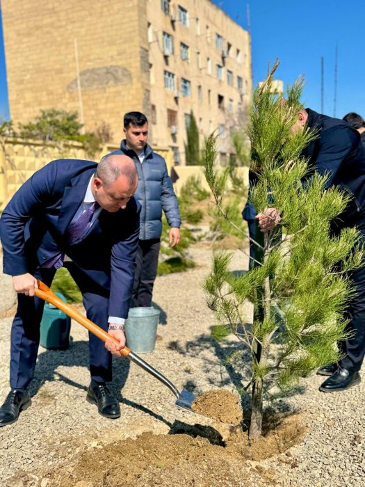 Suraxanıda ağacəkmə aksiyası keçirilib. Suraxanıda ağacəkmə aksiyası keçirilib.